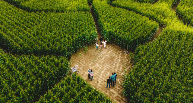 Families exploring a large corn maze.