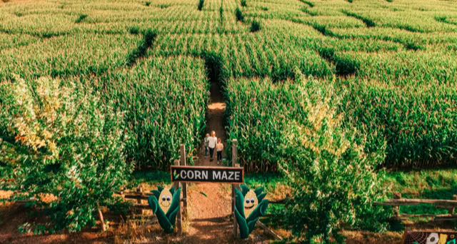 People walking into a maze of dirt paths through a field of tall cornstalks.
