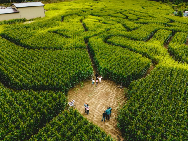 Families exploring a large corn maze.