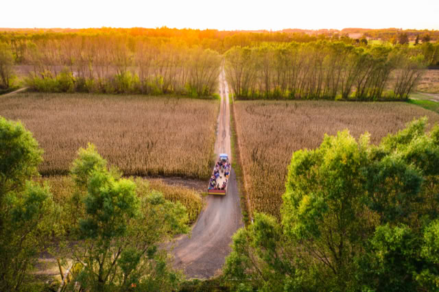 Large group of people riding a large wagon pulled by a tractor through a corn field.