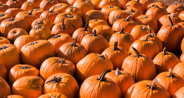 Large group of orange pumpkins.