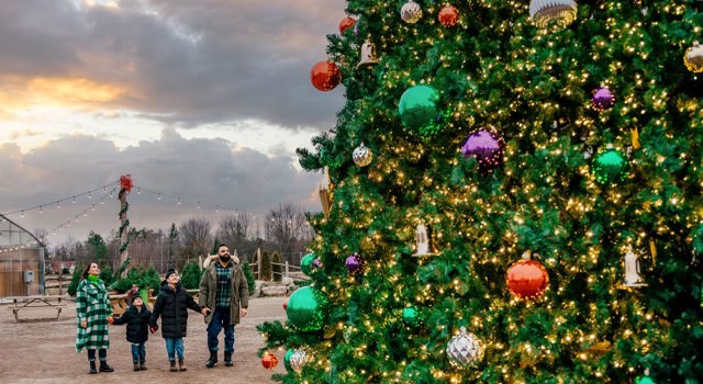 Large christmas tree decorated with lights and ornaments.